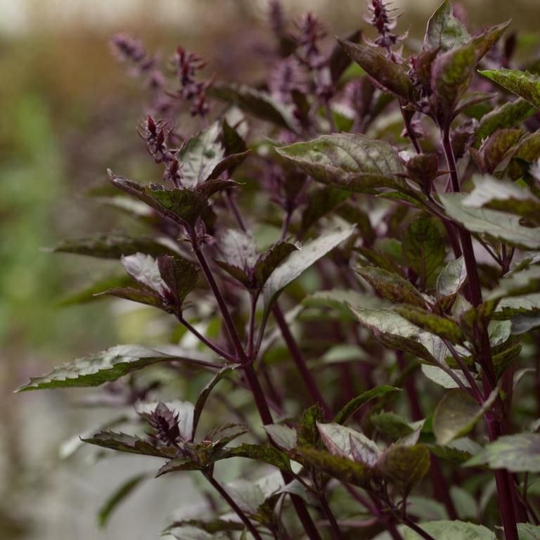 BASIL 'Aromatto' --Ocimum basilicum--