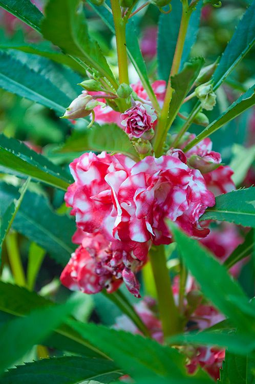 BALSAM 'Peppermint Sticks'