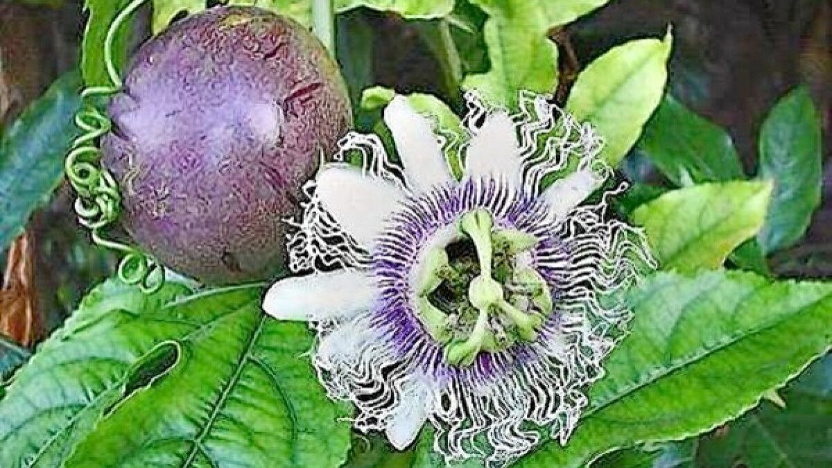 PASSIONFLOWER 'Frederick's Purple' --Passiflora edulis