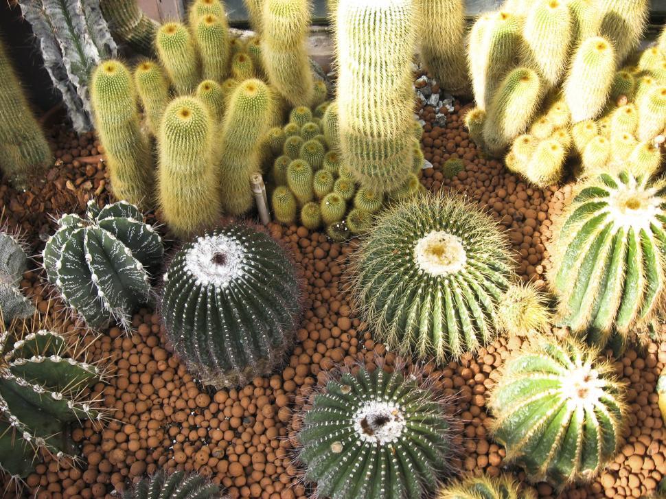 Native texas deals cactus