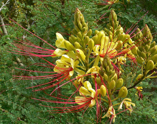 Caesalpinia gilliesii --Yellow Bird of Paradise--