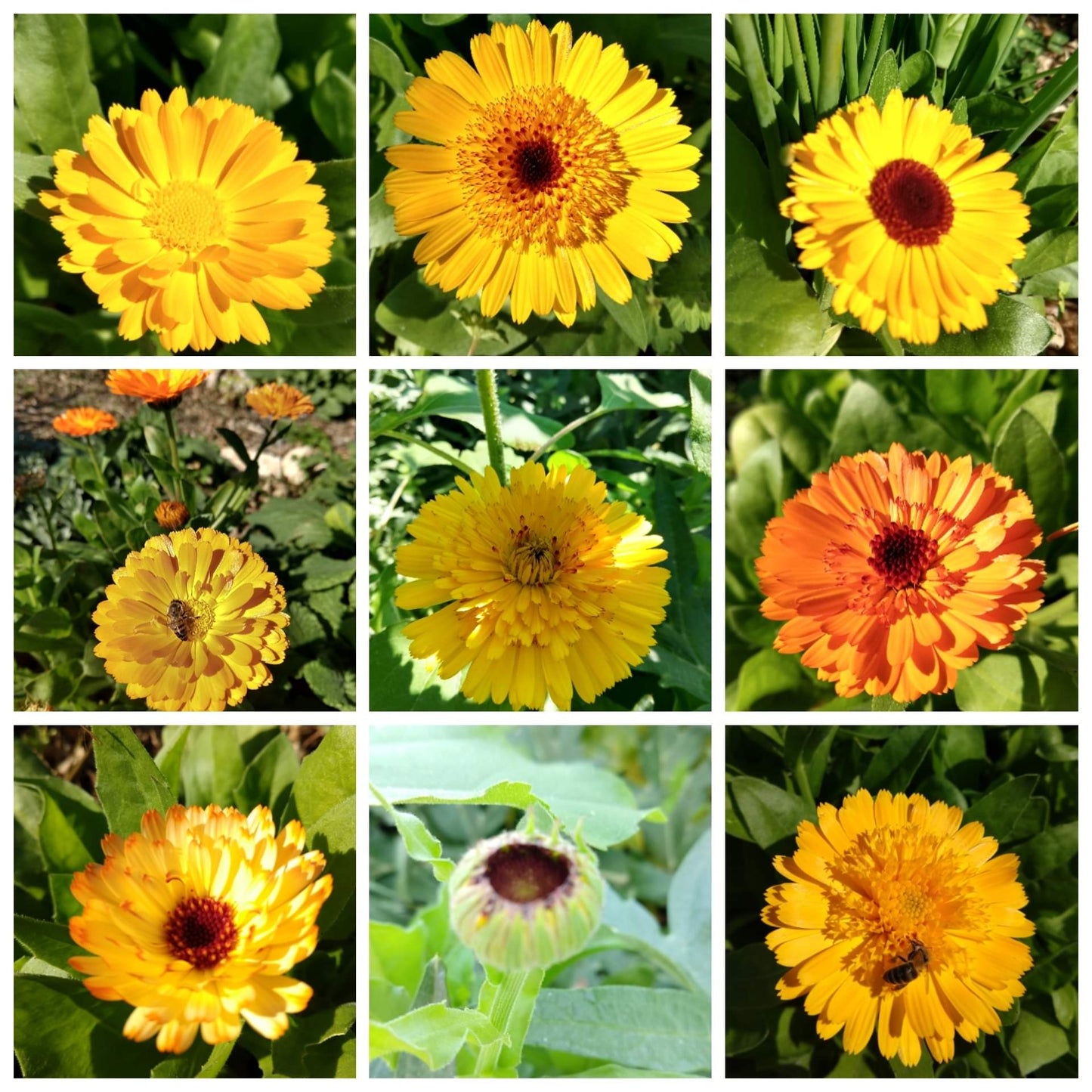 CALENDULA 'Yellow Mix' --Calendula officinalis--