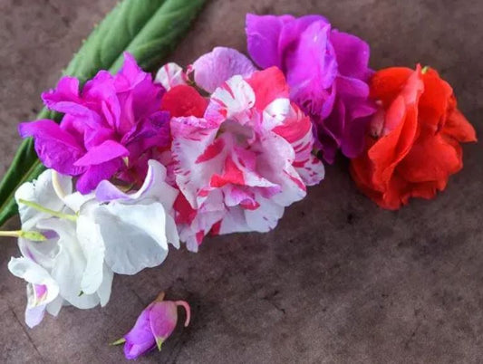 BALSAM 'Camelia Flowerd Mix'