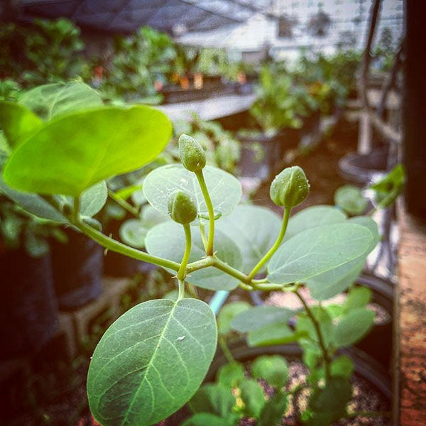 CAPER BUSH --Capparis spinosa 'Inermis'--