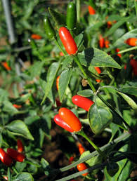 PEPPER 'Tova' --Capsicum chacoense--