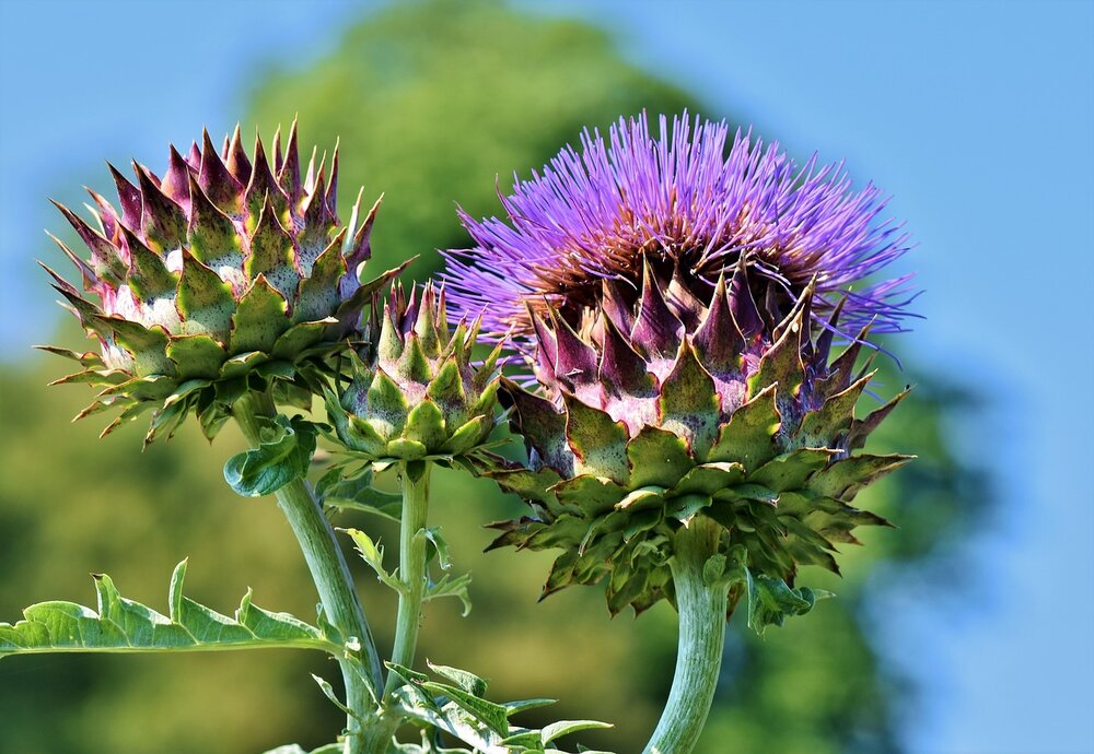 ARTICHOKE 'Cardoon'