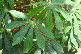 CASSAVA --Manihot esculenta--