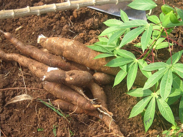 CASSAVA --Manihot esculenta--