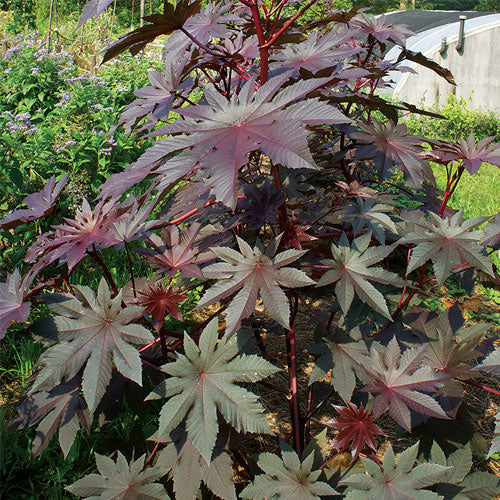 CASTOR BEAN 'New Zealand Purple' --Ricinus communis--