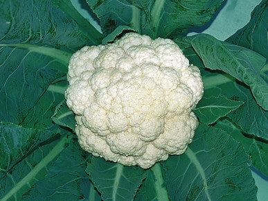 CAULIFLOWER 'Charming Snow'