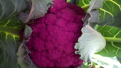 CAULIFLOWER 'Graffiti Purple'