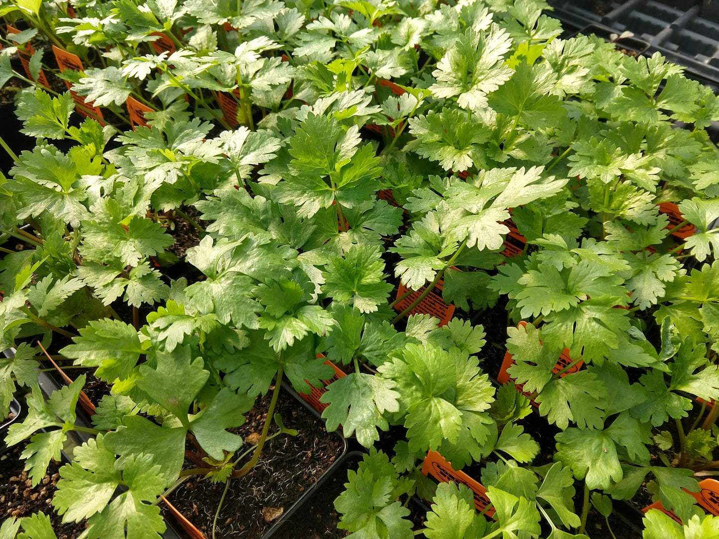 CELERY 'Greenhouse'