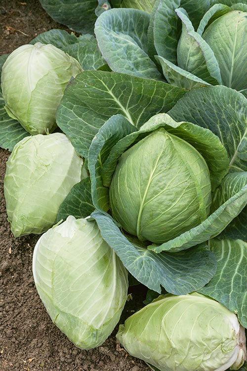 CABBAGE 'Charleston Wakefield'