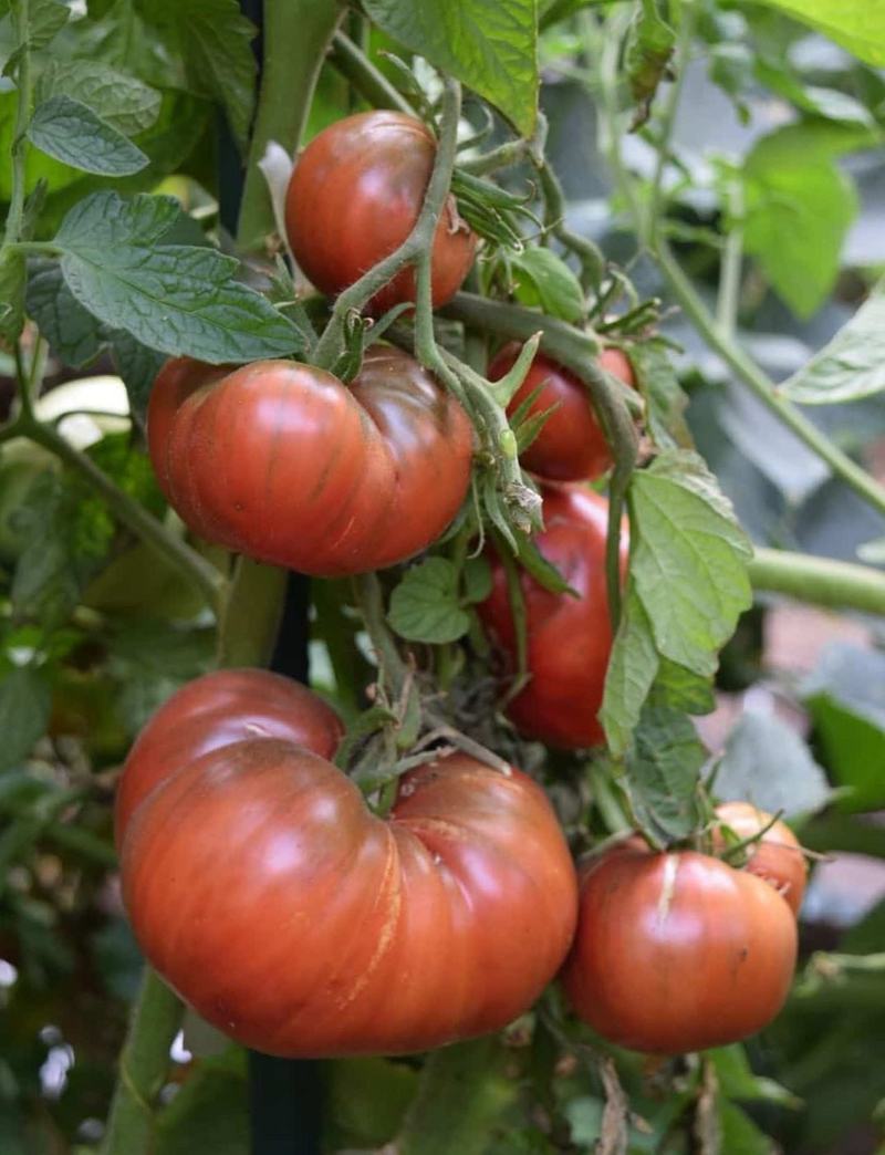 TOMATO 'Cherokee Purple'