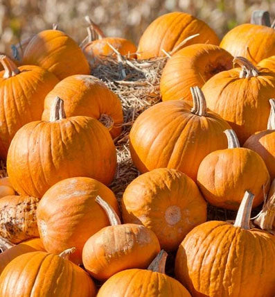 PUMPKIN 'Cherokee Bush'