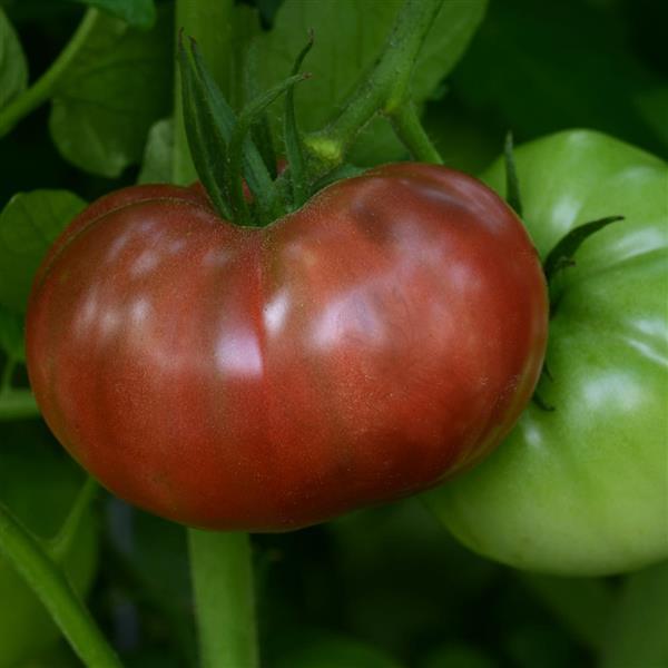 TOMATO 'Cherokee Carbon'