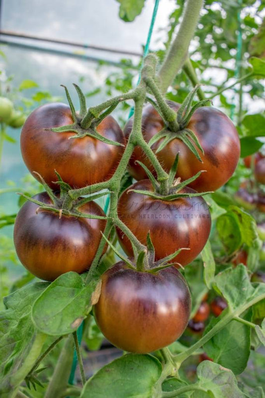 TOMATO 'Chestnut Chocolate'