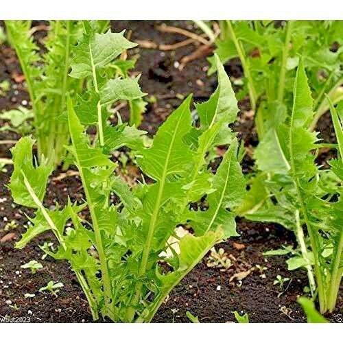 DANDELION GREENS 'Italian Chicory' --Chicoria catalogna--