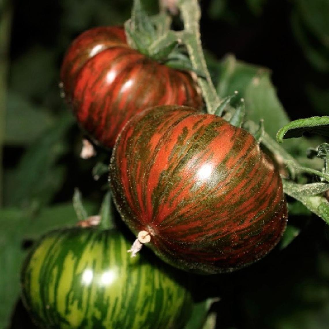 TOMATO 'Chocolate Stripes'