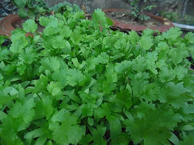 CILANTRO 'Leisure' --Coriandrum sativum--