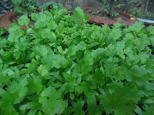 CILANTRO 'Leisure' --Coriandrum sativum--