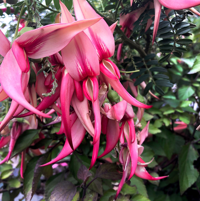 Clianthus puniceus --Pink Flamingo Parrot's Bill--