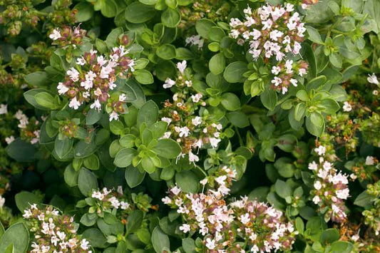 OREGANO 'Compact' --Origanum vulgare 'Compactum'--