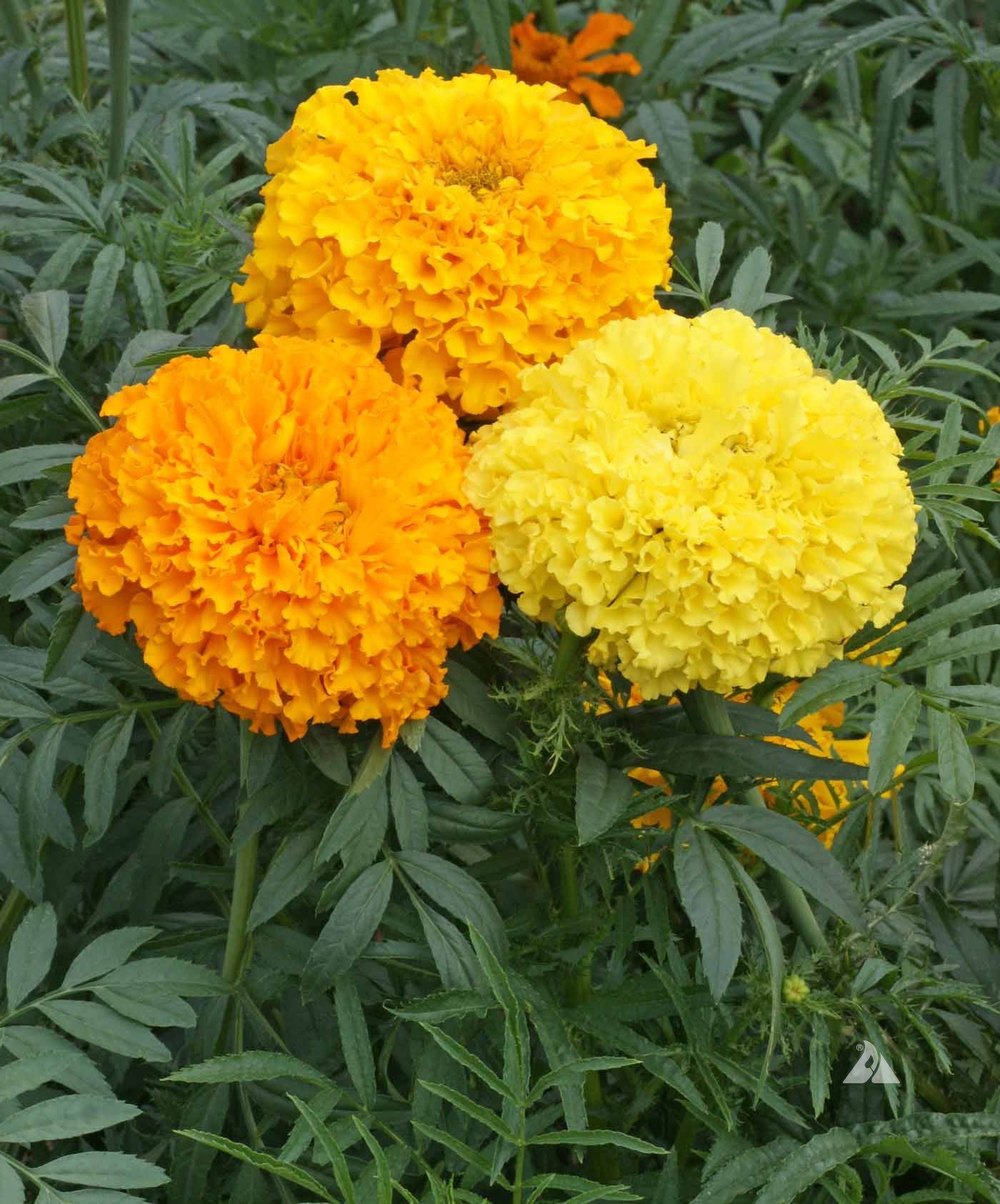 MARIGOLD 'Crackerjack'