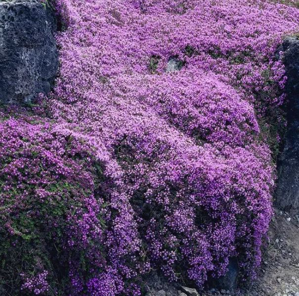 THYME 'Creeping' --Thymus praecox--