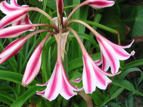 Crinum --Liberty Bells Lily--