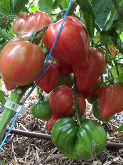 TOMATO 'Crushed Heart'
