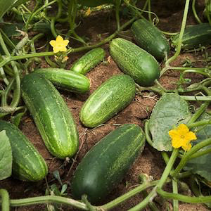 CUCUMBER 'H-19 Little Leaf Pickling'