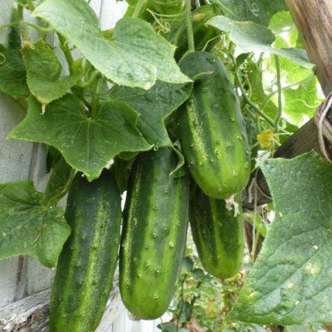 CUCUMBER 'H-19 Little Leaf Pickling'