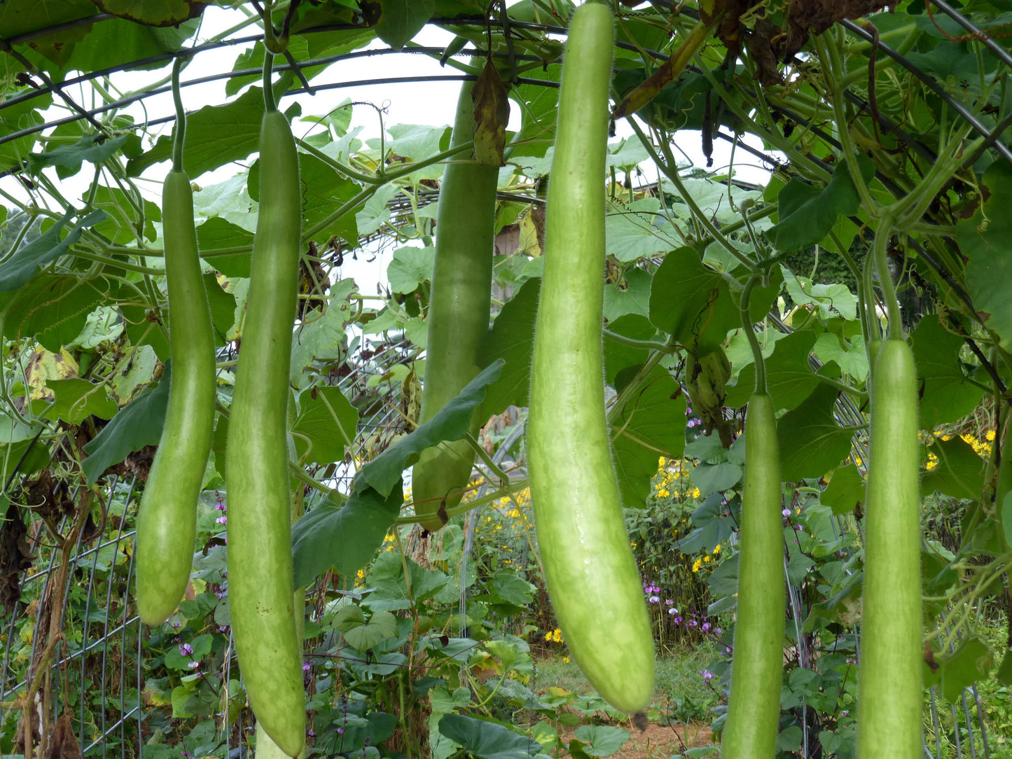 EDIBLE GOURD 'Cucuzzi Caravazzi'