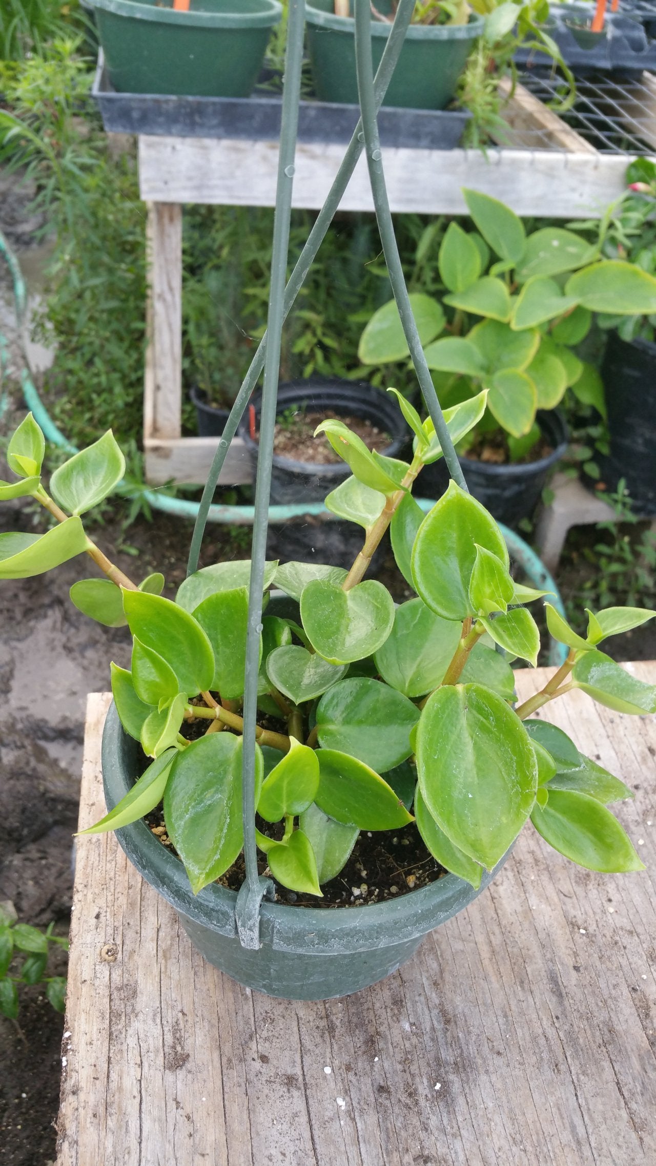  PlantVine Peperomia Cupid, Peperomia scandens 'Variegata' -  Cesta colgante grande, planta de piso, planta viva : Patio, Césped y Jardín