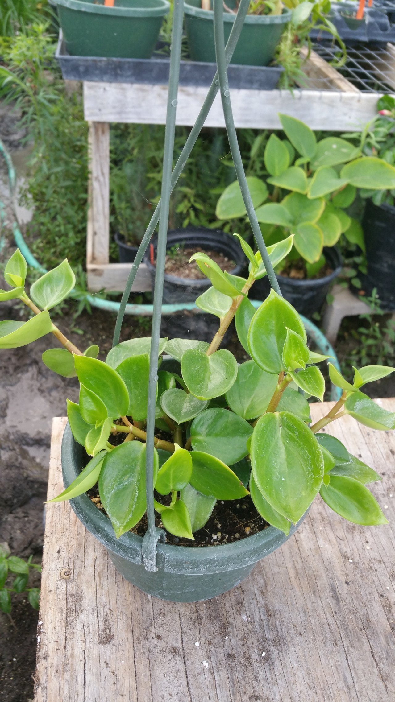 Peperomia scandens --Cupid Peperomia--