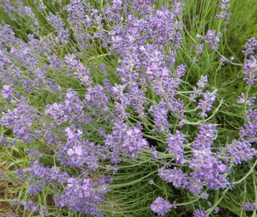 LAVENDER 'Czech' --Lavandula angustifolia 'Krajova'--