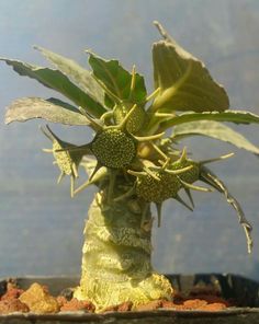 Dorstenia foetida --Shield Flower--