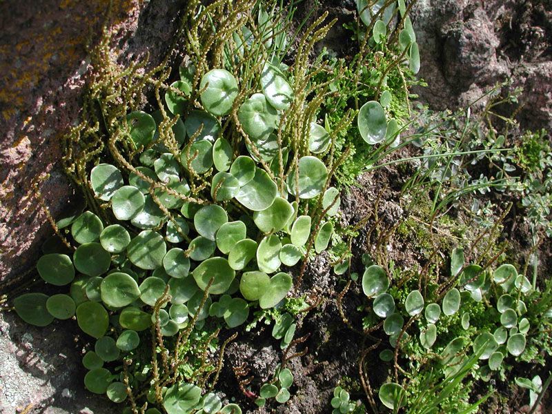 Peperomia campylotropa