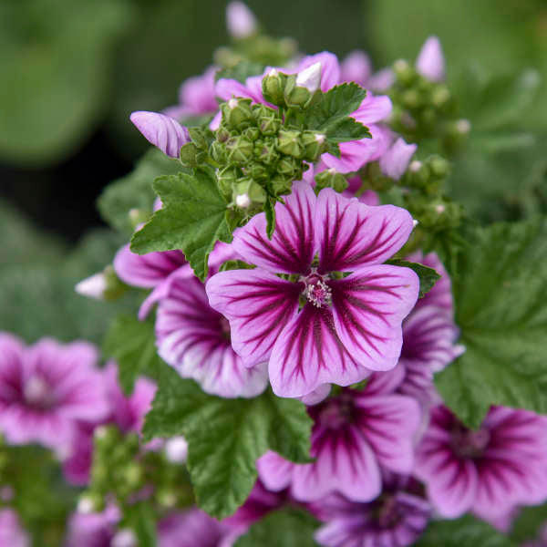 HOLLYHOCK 'French' --Malva sylvestra mauritania--