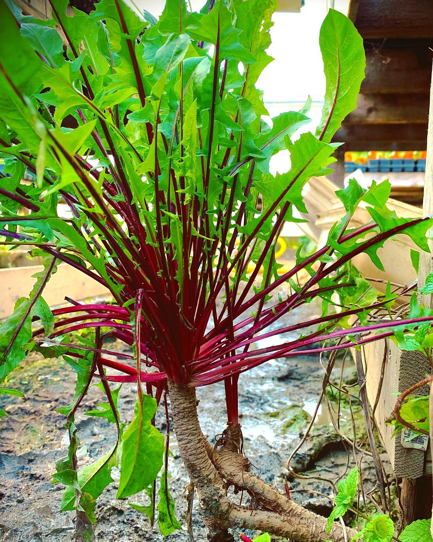 DANDELION GREENS 'Italiko Rosso' --Cichorium intybus--