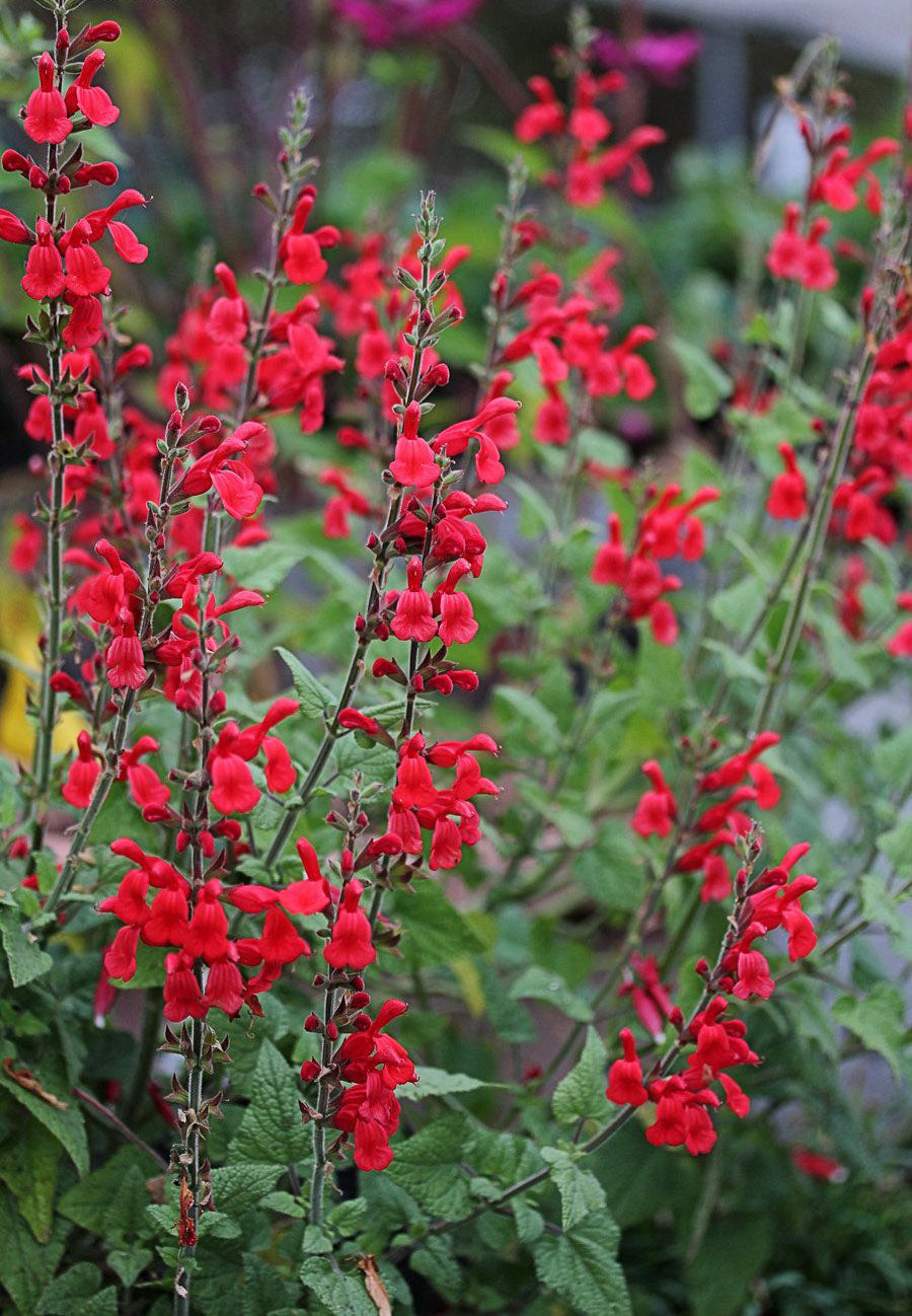 Salvia darcyi --Darcy's Mexican Sage--