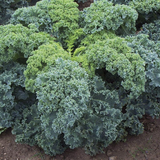 KALE 'Darkibor'