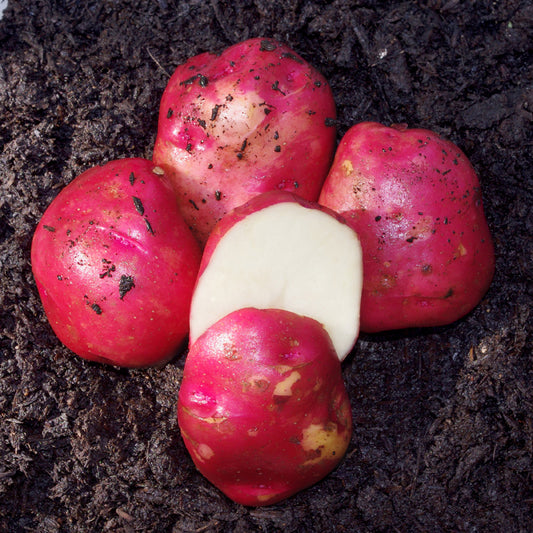 POTATO 'Dark Red Norland'