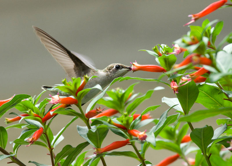 Cuphea ignea x micropetala --David Verity Cigar Plant--
