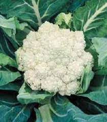 CAULIFLOWER 'De Jesi'
