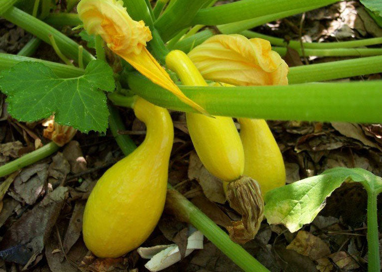 SQUASH 'Delta Yellow'