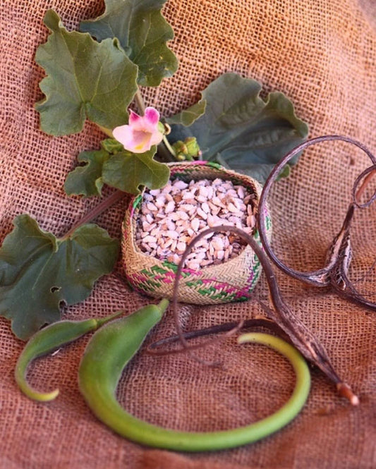 DEVIL'S CLAW 'Domesticated' --Proboscidea parviflora--