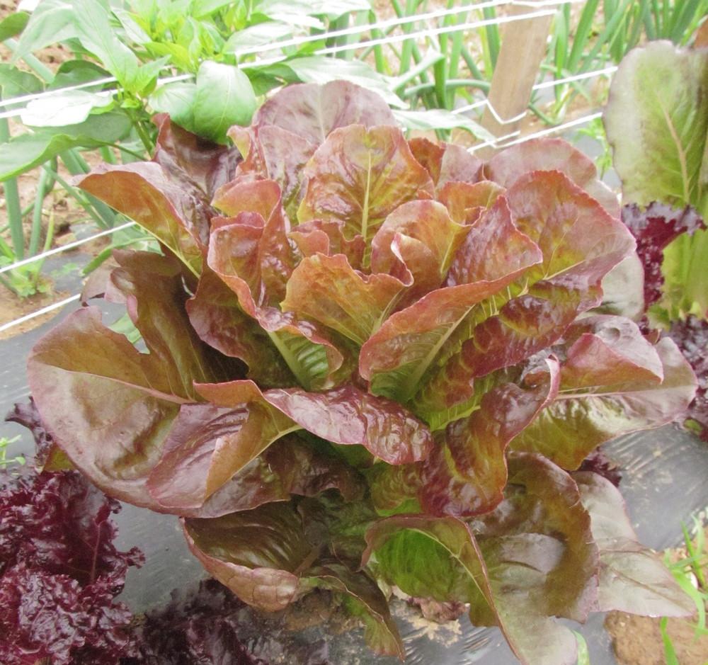 LETTUCE 'Devil's Tongue'