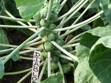 BRUSSELS SPROUT 'Diablo'